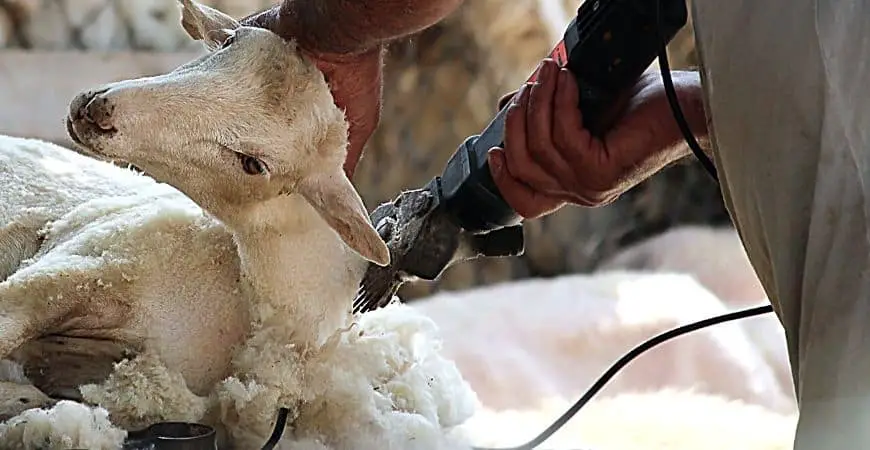 Best Sheep Shearing machine under $200