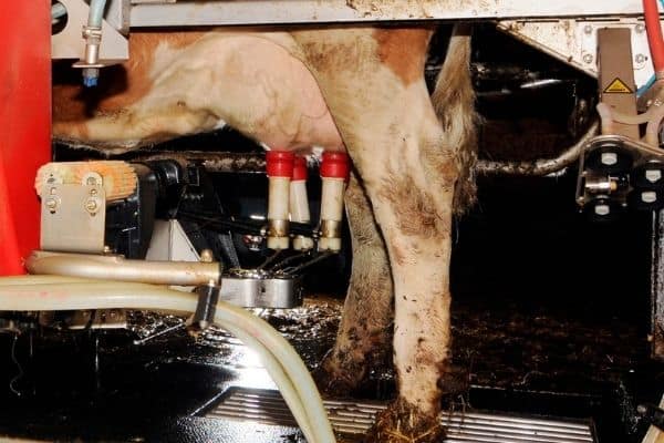 cattle robotic milking