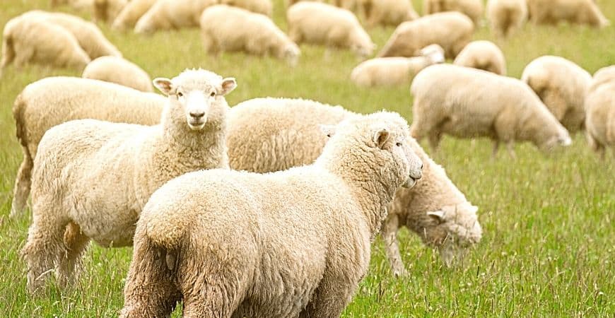 Where Do Sheep Usually Graze (Most Interesting Facts)