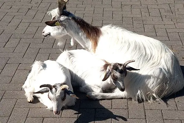Goat and kids on concrete floor
