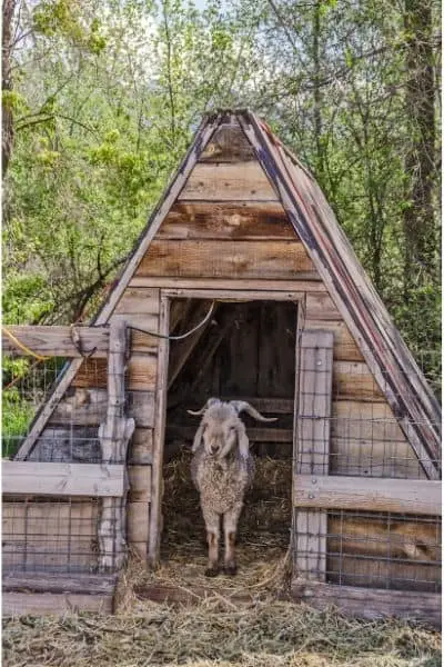 goat in a wooden shelter