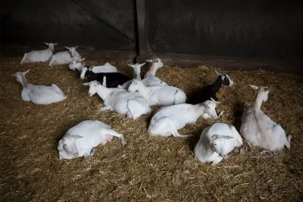 Goats on a straw bedding