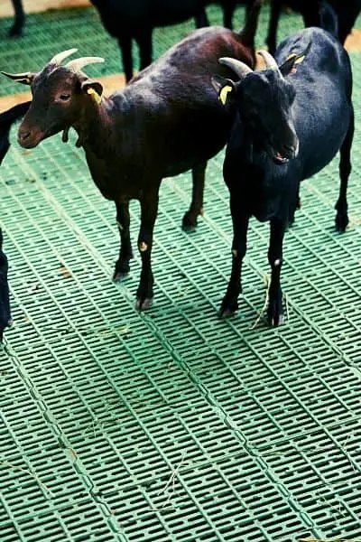 Goats on a rubber flooring