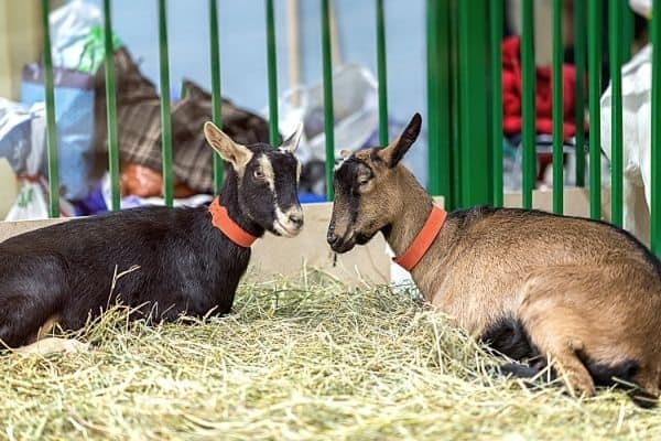 goats sitting on straw floor