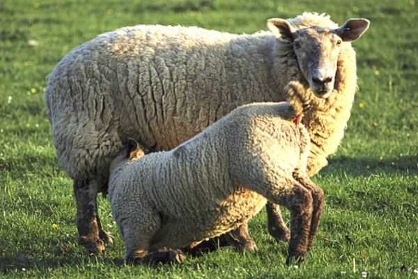 British Milksheep, Ewe milking lamb