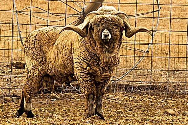 Rambouillet Sheep, Ram
