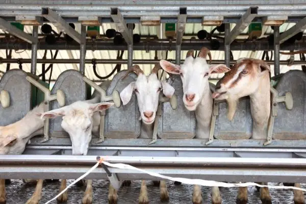 five goats in rapid exit milking parlor
