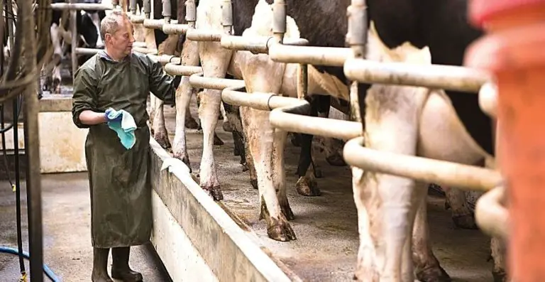 what-skills-do-you-need-to-become-a-dairy-farmer