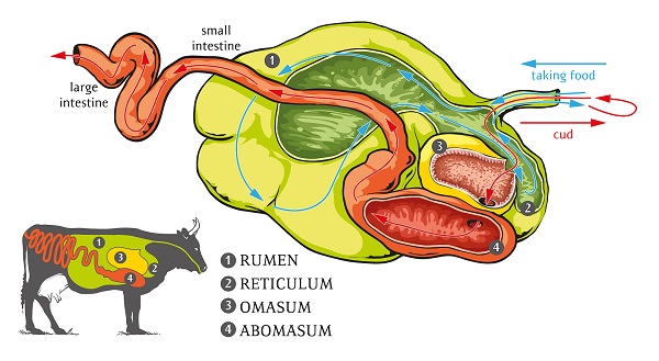 Illustration of cow digestive system