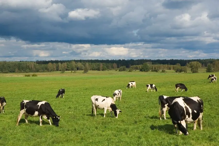 cows grazing, cows eating grass