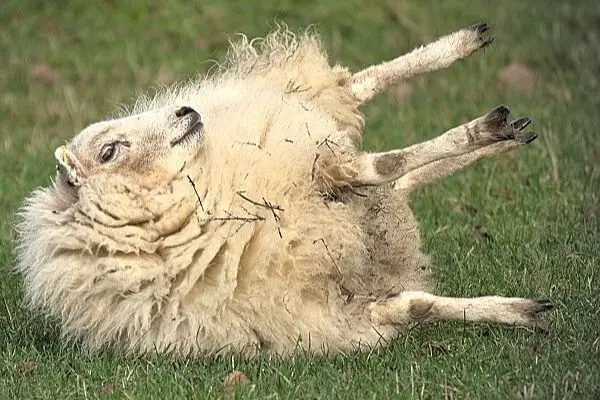 sheep fall on its back trying to get up