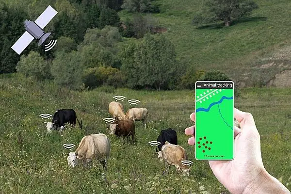 farmer tracking cows on mobile