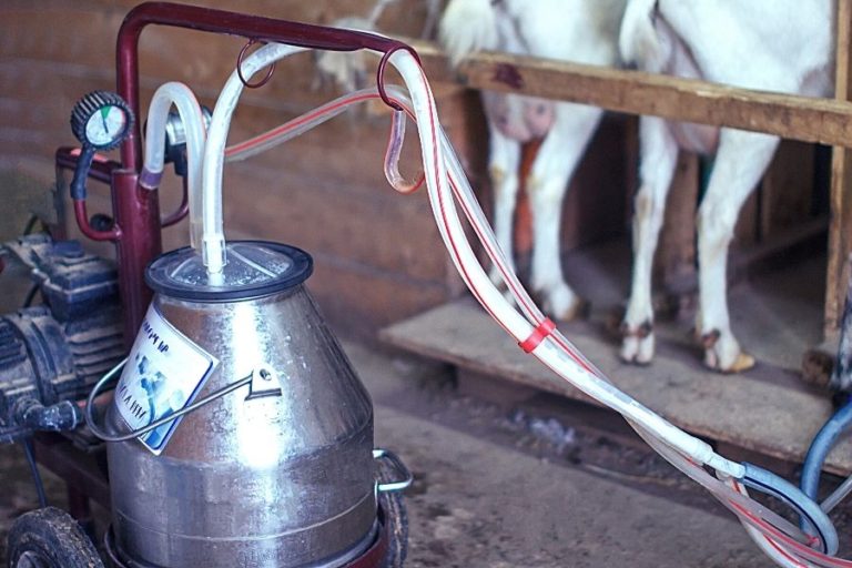 7 Best Milking Machines For Goats Boost Your Dairy Farm Efficiency