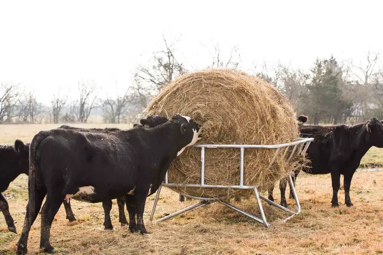 cows eating hay from cradle bale feeder