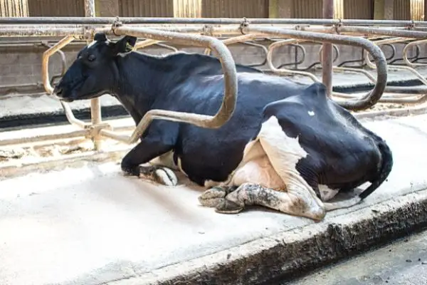 cow sitting in barn
