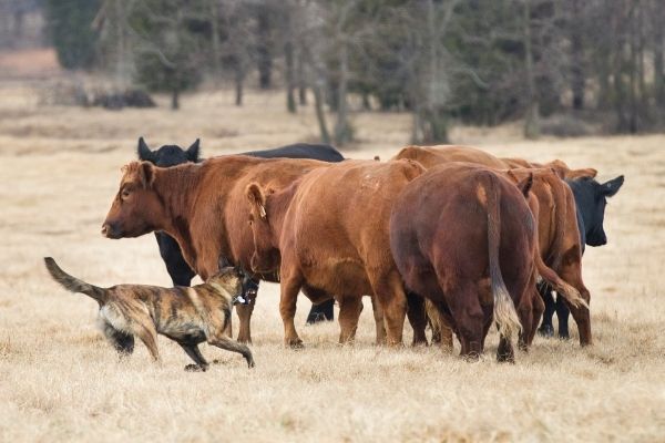 Dog herding cattle