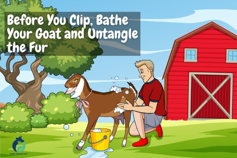 How to Trim a Dairy Goat for the Show? (StepByStep Guide) Dairy