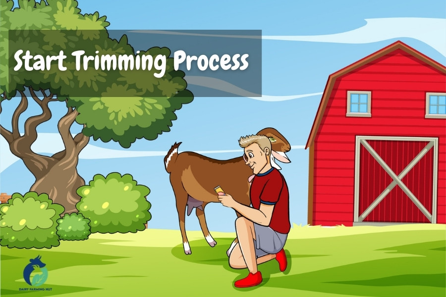 illustration of man trimming a goat