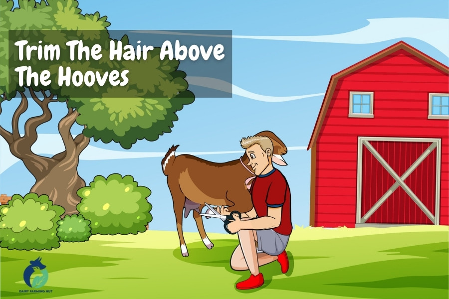 illustration of man trimming hair above the hoof of the goat