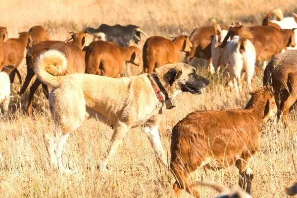 Livestock Guarding Dog among herd