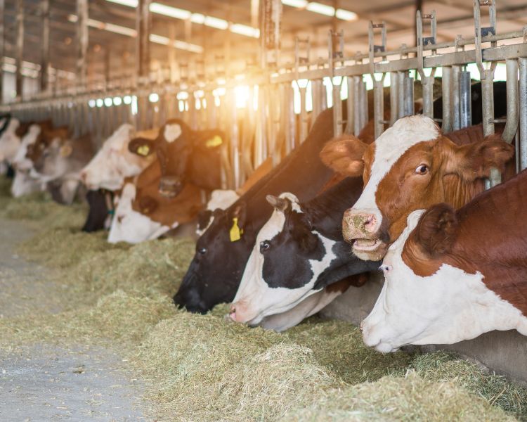 cows in freestall dairy farm