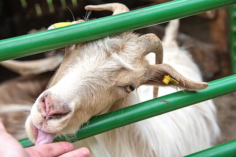Why Does My Goat Lick Me? (Solved)