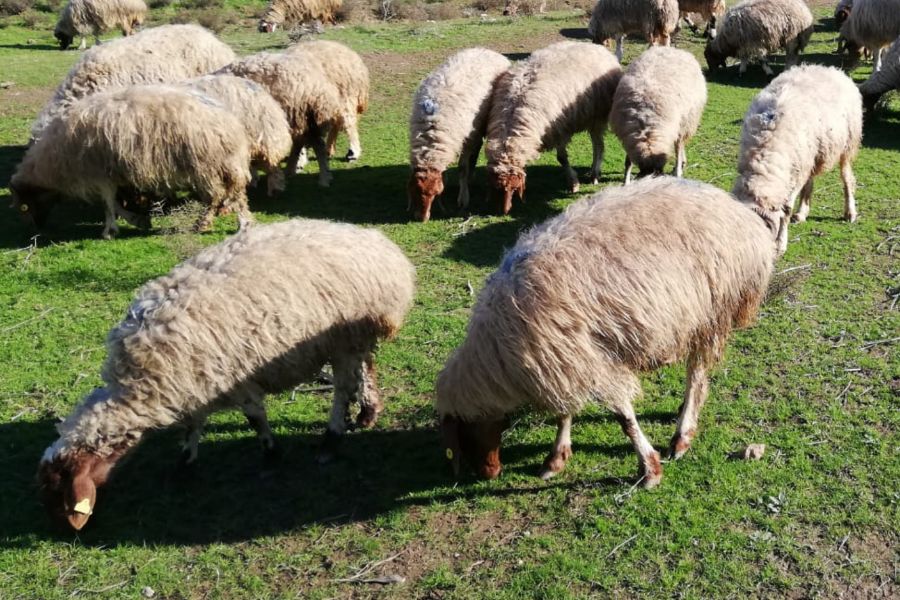 Flock of Awaasi Sheep Grazing