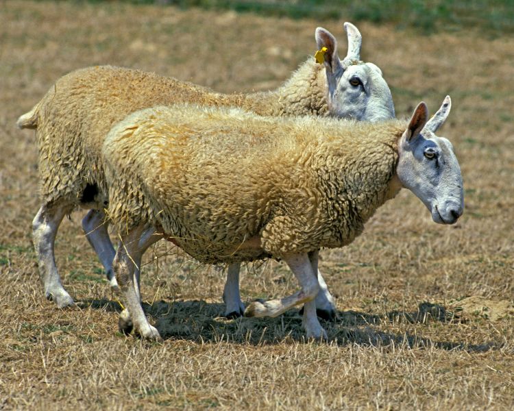 Border Leicester sheep