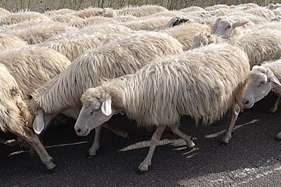 Flock of Sarda Sheep