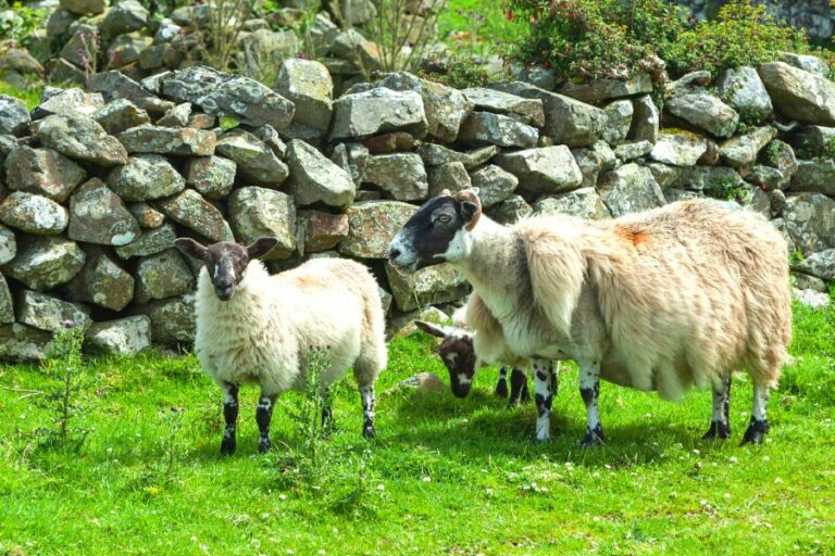 A Natural Process Understanding How Sheep Lose Their Wool? Dairy