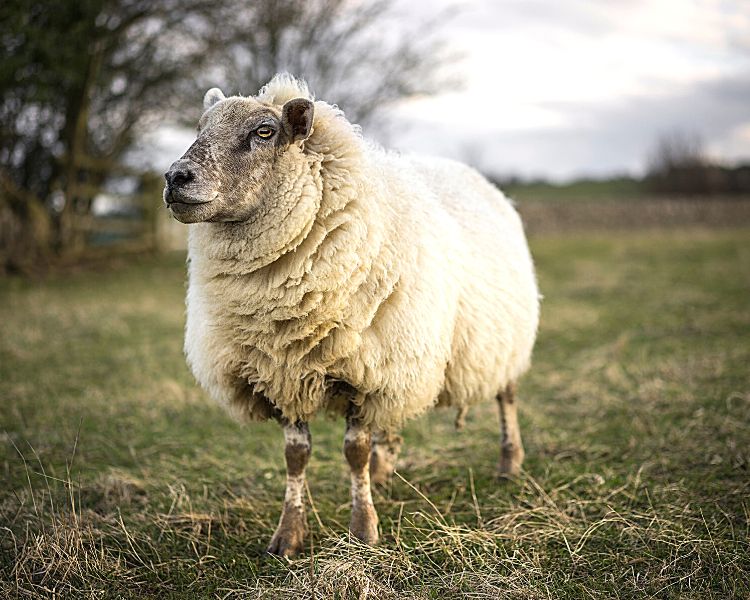 cotswold sheep