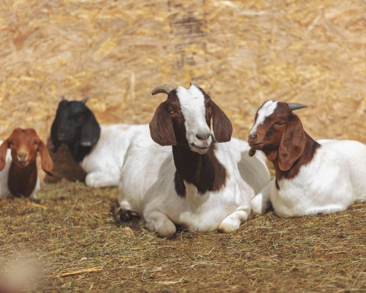 Boer goats sitting