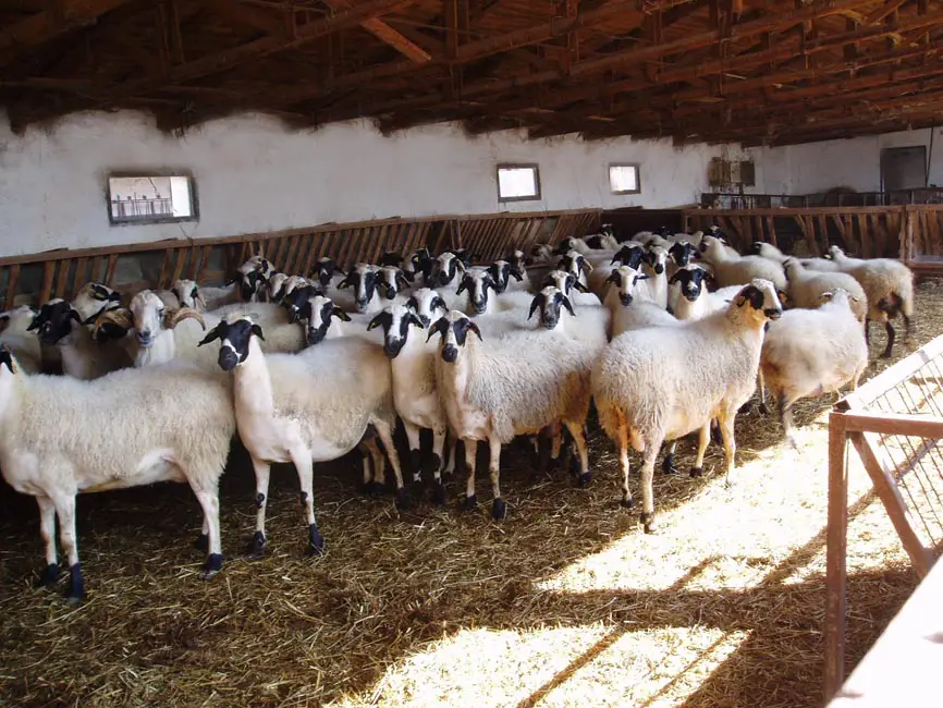 Chios sheep breed