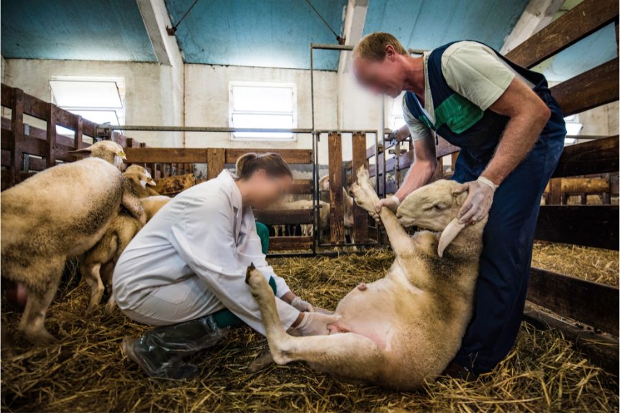 Sheep Health Matters: Can You Milk a Sheep with Mastitis?