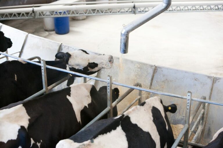 Cattle Care on Autopilot The Smart Way to Feed with Automatic Feeders